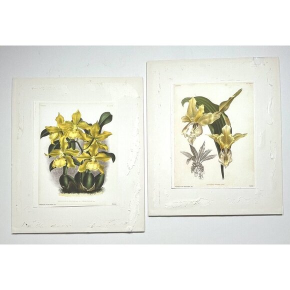 SET 2 Mounted Giclee Botanical PRINTS of ORCHIDS 10.5"x13.5" LUCIEN LINDEN $500